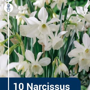 Narcissus thalia