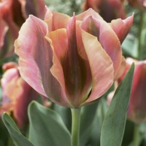 Tulip Artist