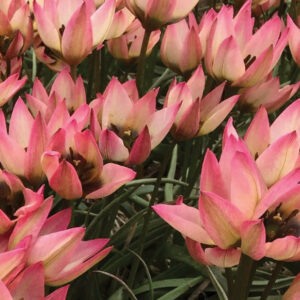 Tulip Danique