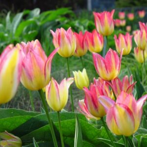 Tulip Antoinette