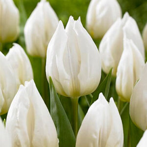 Tulip White Prince