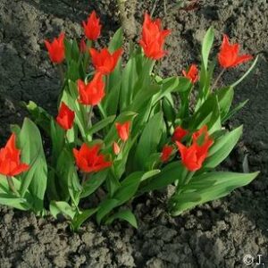 Tulip praestans Van Tubergens