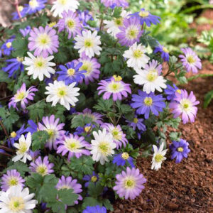 Anemone blanda mix