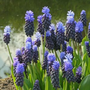 Perlulilja muscari latifolium