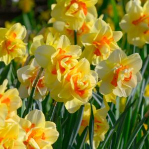 Narcissus tahiti