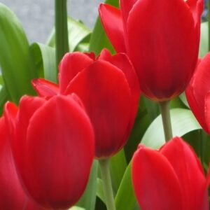 Tulip kingsblood