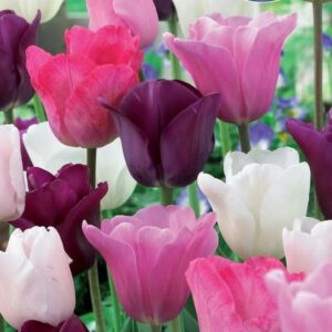 Tulip midnight moments