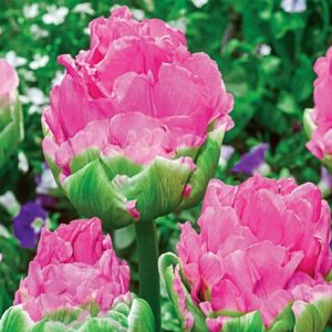 Tulip Strawberry cream