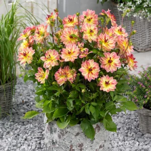 Dahlia pacific ocean