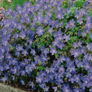 Geranium Blue
