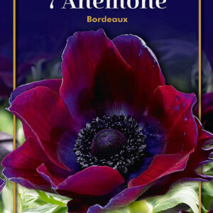 Anemone Bordeaux