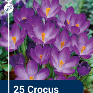 Crocus Ruby Giant