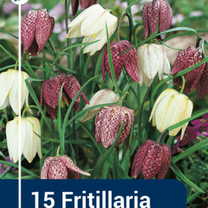 Fritillaria meleagris mix
