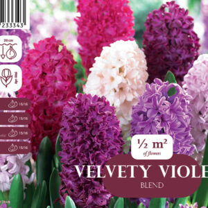 Hyacinth Velvety Violets