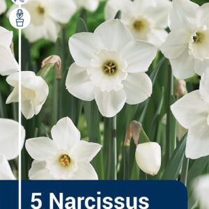 Narcissus Stainless