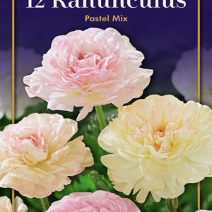 Ranunculus pastel mix