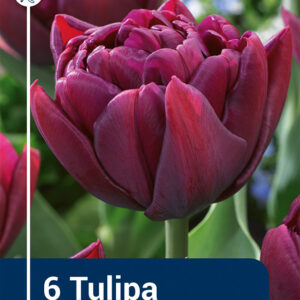 Tulip Alison Bradley