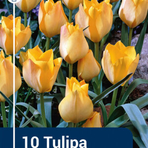 Tulip Batalinii Bright Gem