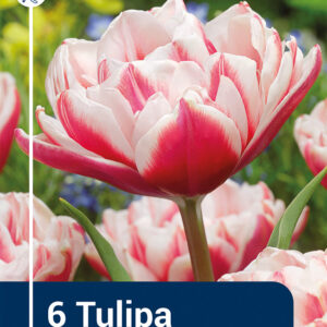 Tulip Chandelier