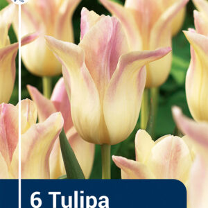 Tulip Elegant Lady