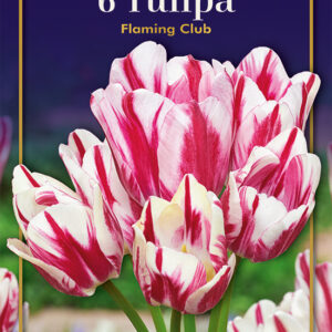 Tulip Flaming Club