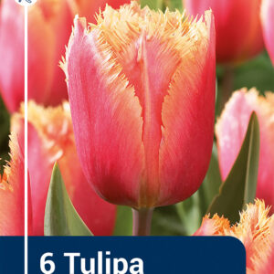 Tulip Lambada