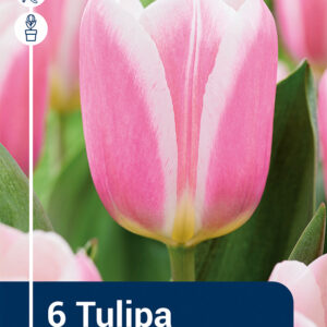Tulip Mandy´s Choice