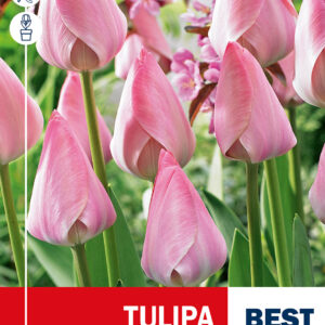 Tulip Mystic Van Eijk