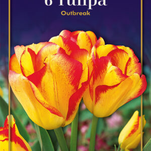 Tulip Outbreak