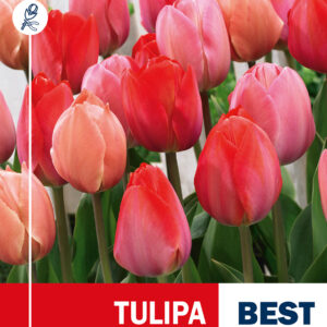 Tulip Pink Promise mixed, magn pakkning 20