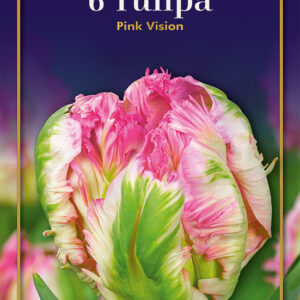 Tulip Pink Vision