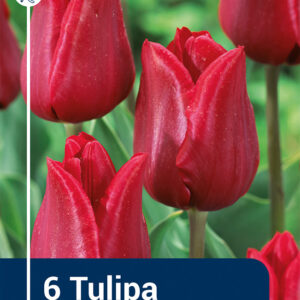 Tulip Ruby Prince