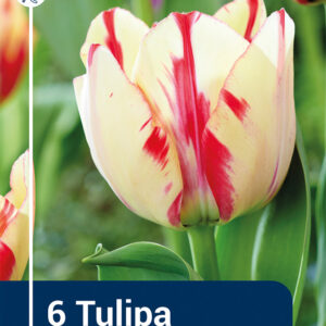 Tulip Spryng Rembrandt