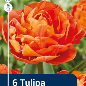 Tulip Valdivia