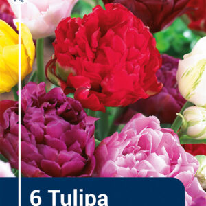 Tulip Double Late mix