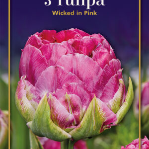 Tulip Wicked In Pink