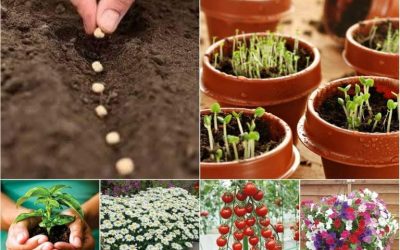 Frætíminn er kominn