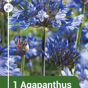 Agapanthus blue