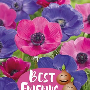 Anemone mystic nightfall