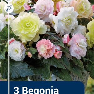 Begonia Wummi mix
