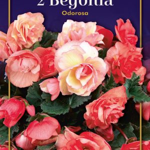 Begonia Frag. Odorosa