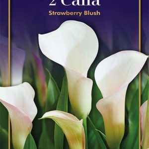 Zantedeschia Strawberry blush
