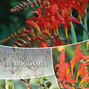 Crocosmia Lucifer