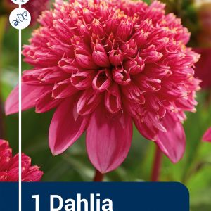 Dahlia Alyshia