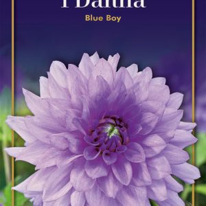 Dahlia Blue boy