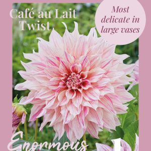 Dahlia Café Au Lait twist