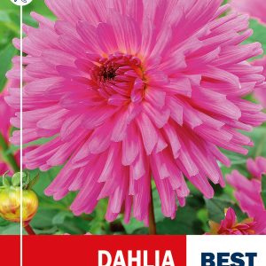 Dahlia Cactus Elga