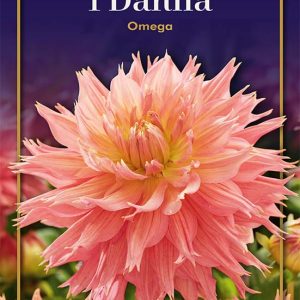 Dahlia Omega