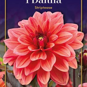 Dahlia Striptease