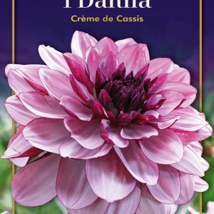 Dahlia Creme de Cassis